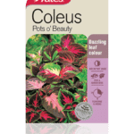 coleus.png