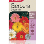 gerbera.png